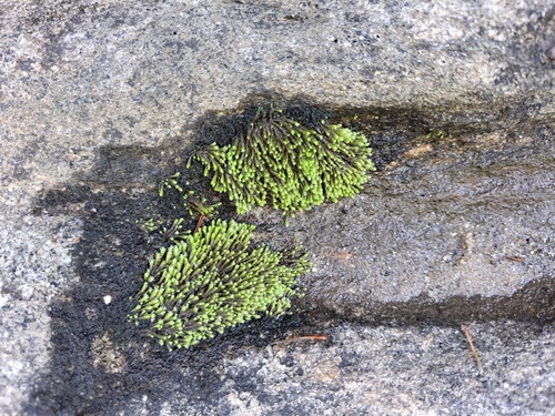 Philonotis gracillima
