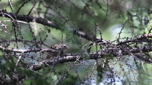 Olive-backed Pipit