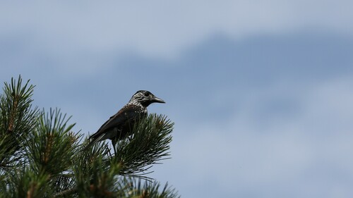 Southern Nutcracker