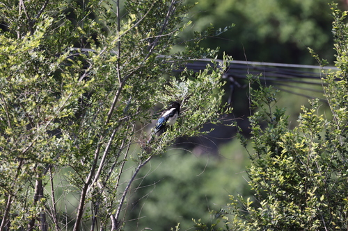 Oriental Magpie