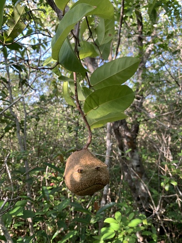 Lecythis lurida