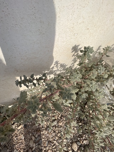 Desert Nettle