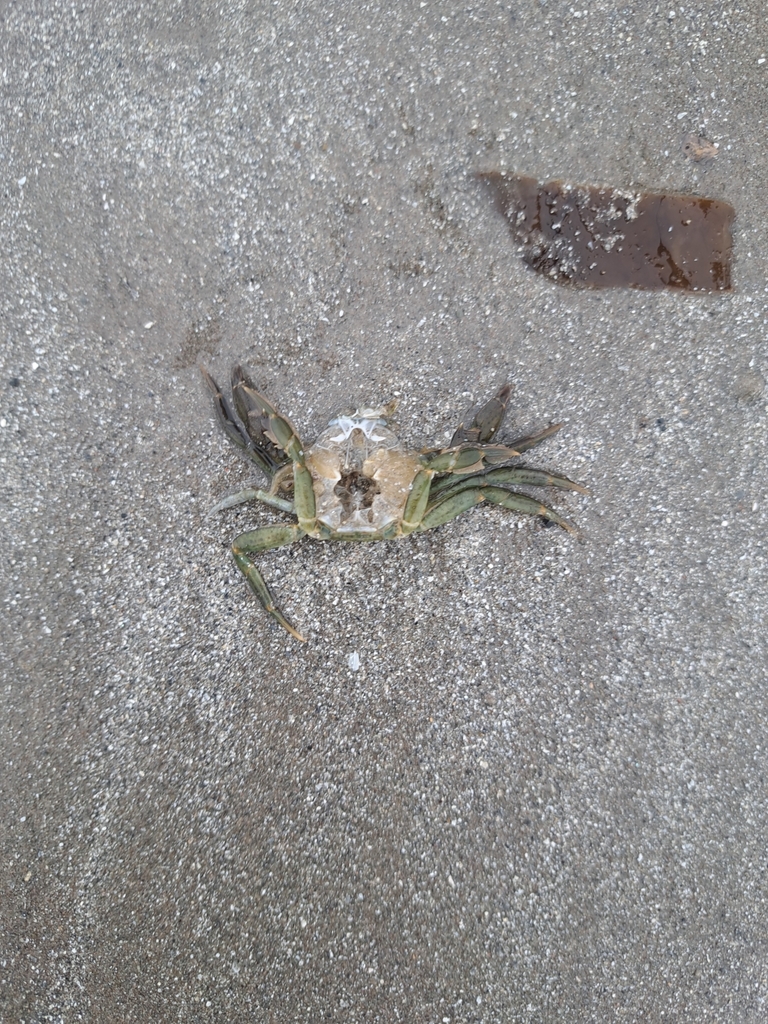 European Green Crab