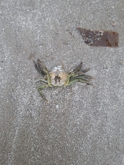 European Green Crab
