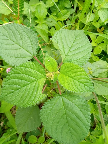 West Indian woodnettle