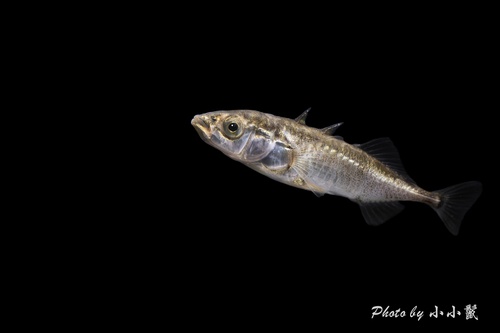 Threespine Stickleback