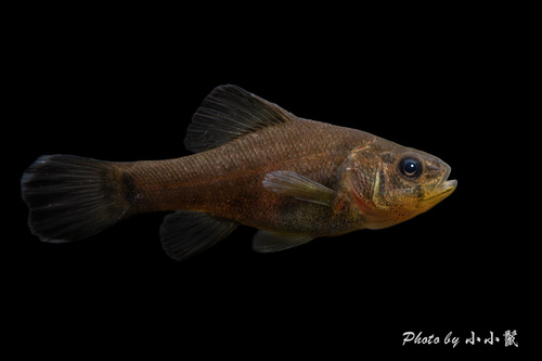 Yellowbelly Pirate Perch