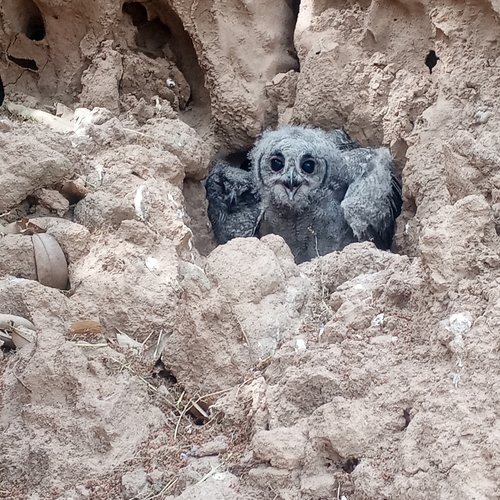 Grayish Eagle-Owl