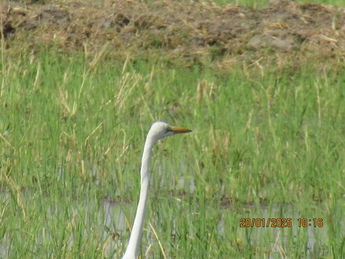 Great Egret