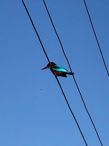 White-throated Kingfisher