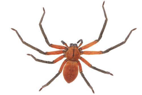 Olios rufus