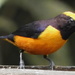 Orange-crowned Euphonia - Photo (c) Rudy Gelis, all rights reserved, uploaded by Rudy Gelis
