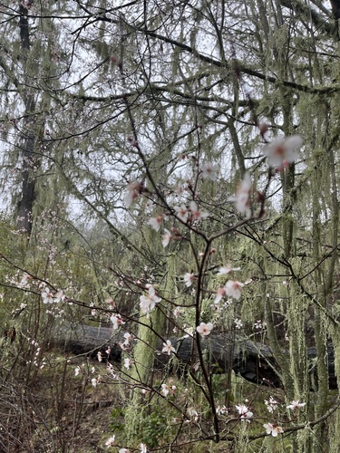 iNaturalist observation photo of plums, cherries, and allies