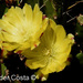 Opuntia monacantha - Photo (c) Helder Costa, כל הזכויות שמורות, הועלה על ידי Helder Costa