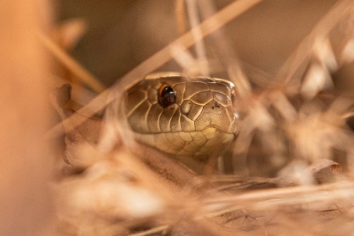 Lowlands Copperhead sighting