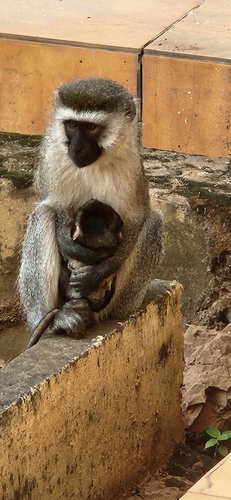 Eastern Vervet Monkey