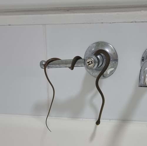 Common Tree Snake sighting