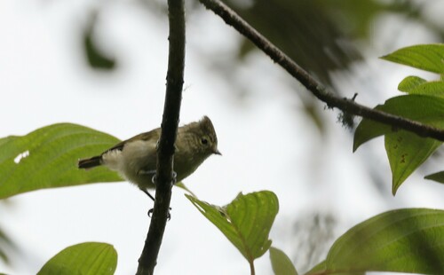 Yellow-browed Tit