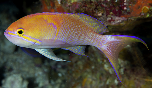 Pseudanthias lunulatus