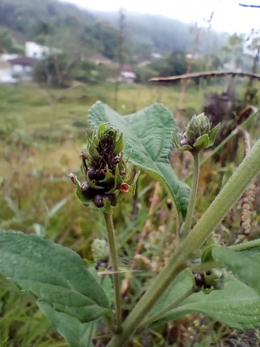 Ternate Lantana