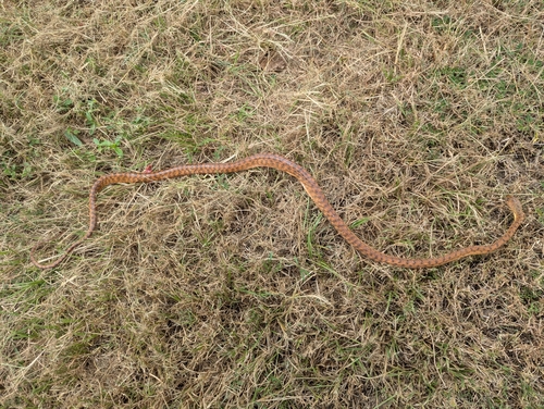 Brown Tree Snake sighting