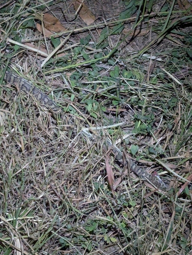 Coastal Carpet Python sighting