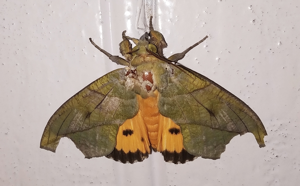 imperial fruit sucking moth