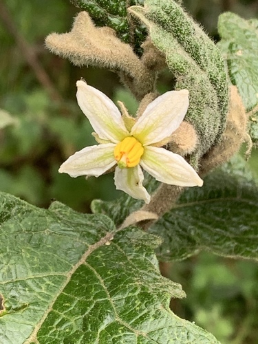 soda-apple nightshade