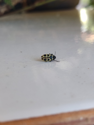 Astylus variegatus