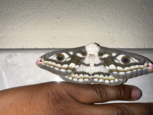 Eastern Marbled Emperor