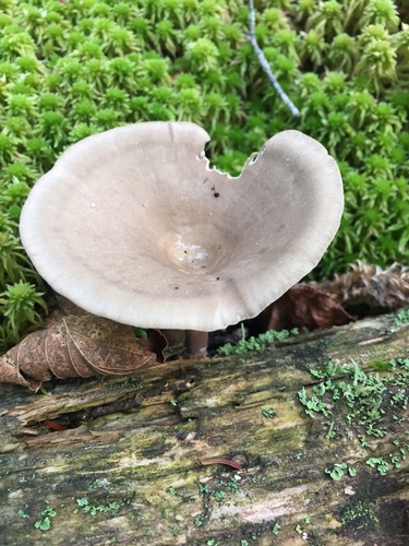 Polyporus tubaeformis
