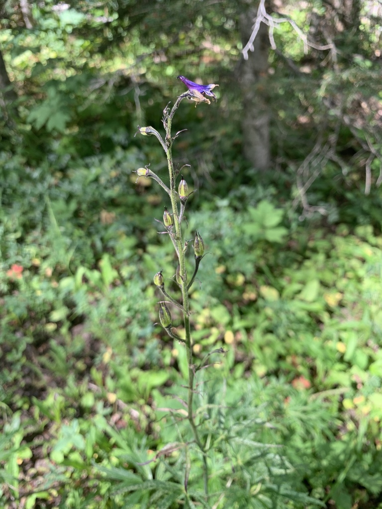 Duncecap larkspur