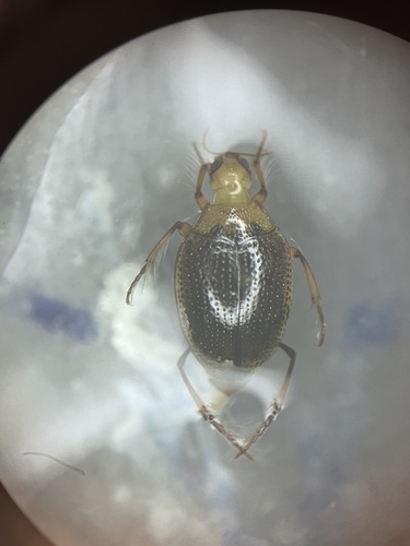 Peltodytes simplex