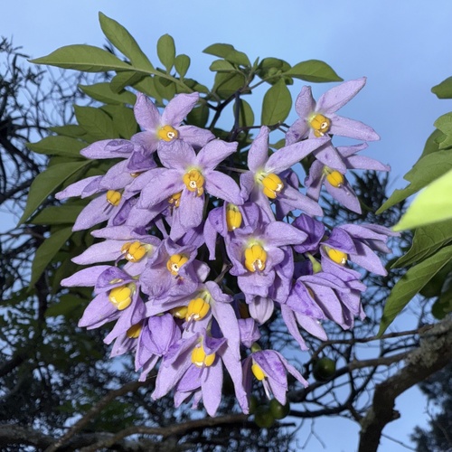 Brazilian Nightshade