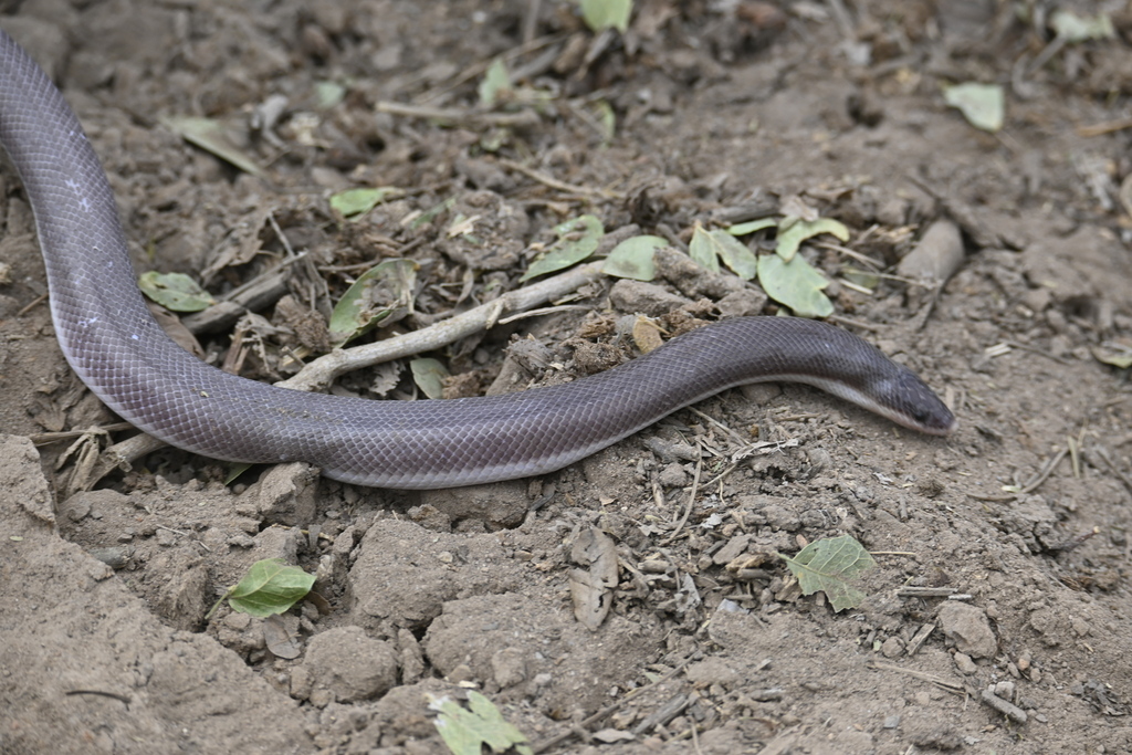 Mexican Burrowing Python from Rosamorada, Nay., México on March 16 ...