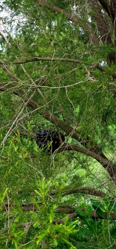 Coastal Carpet Python sighting