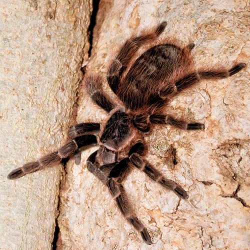 Nhandu carapoensis
