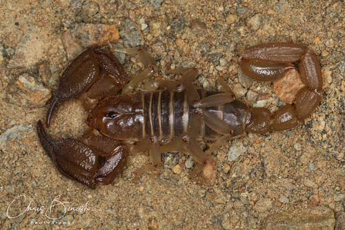 Nullibrotheas allenii