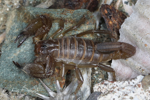 Nullibrotheas allenii