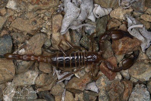 Nullibrotheas allenii