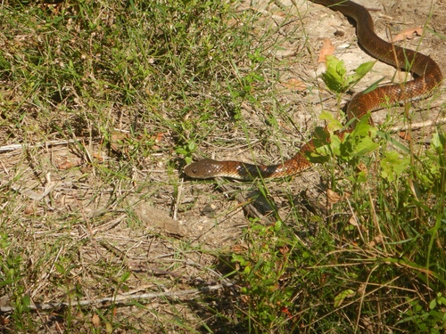 Tiger Snake sighting