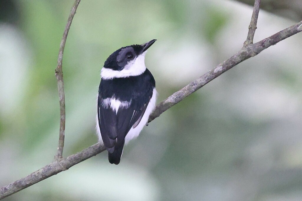 West African Wattle-eye photo