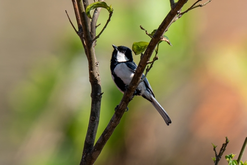 Asian Tit
