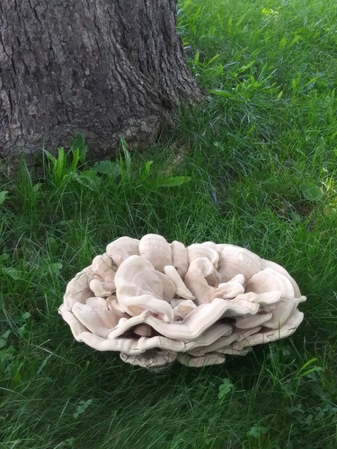 Berkeley's Polypore