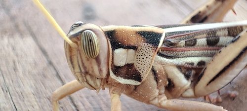 Brown‐spotted Locust
