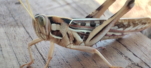 Brown‐spotted Locust