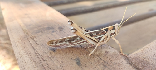 Brown‐spotted Locust