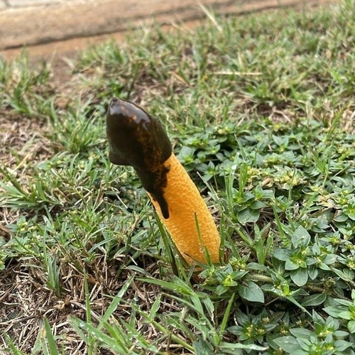 Golden Stinkhorn