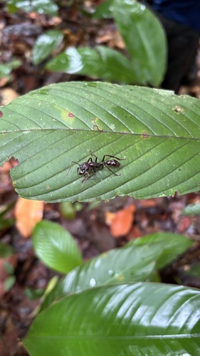 Bullet Ant