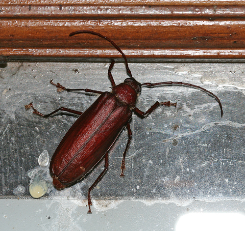 Trichophysis